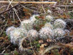 Image of Echinocereus reichenbachii var. baileyi (Rose) N. P. Taylor