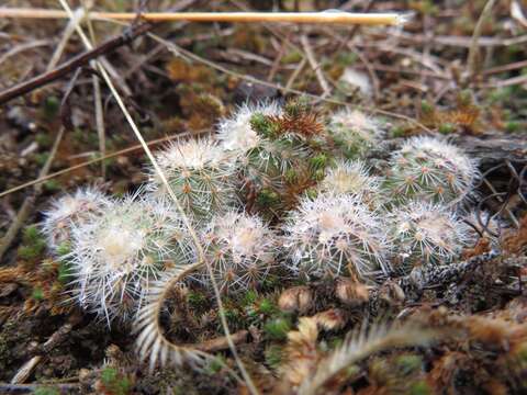 Image of Echinocereus reichenbachii var. baileyi (Rose) N. P. Taylor