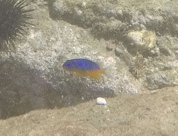 Image of Bumphead damselfish