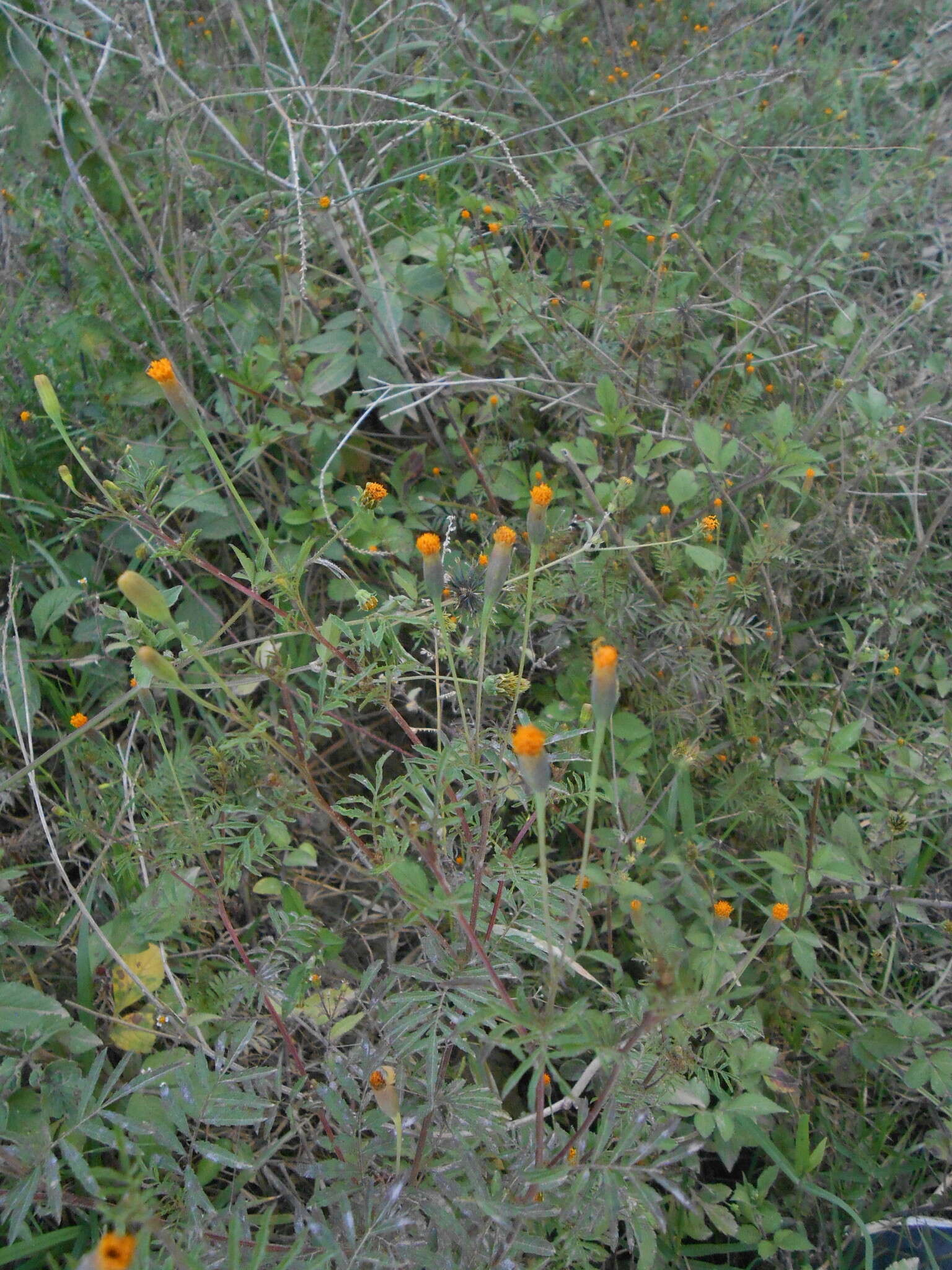 Image of Tagetes verticillata Lag. & Rod.