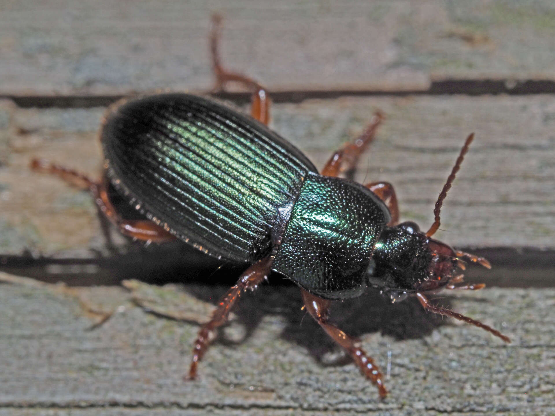 Image of Ophonus (Ophonus) laticollis Mannerheim 1825