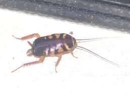 Image of Australian cockroach