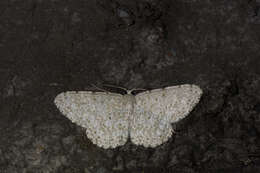 Image de Catoria sublavaria Guenée 1857