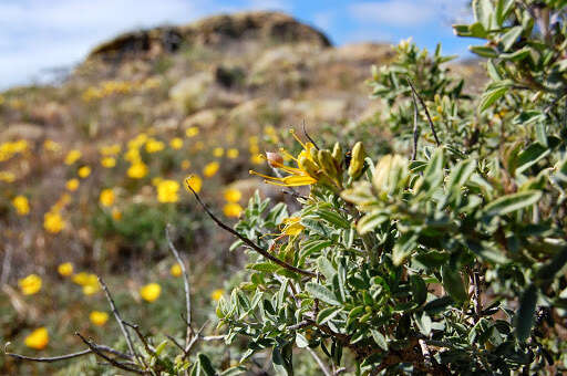 Image of bladderpod spiderflower