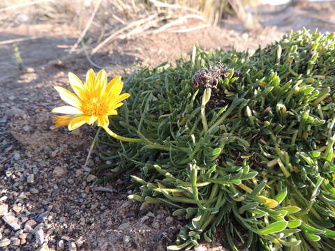 Image of Gazania othonnites (Thunb.) Less.