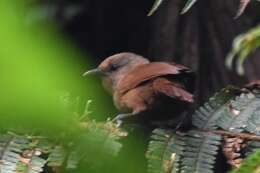 Image of Sepia-brown Wren