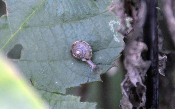 Image of girdled snail