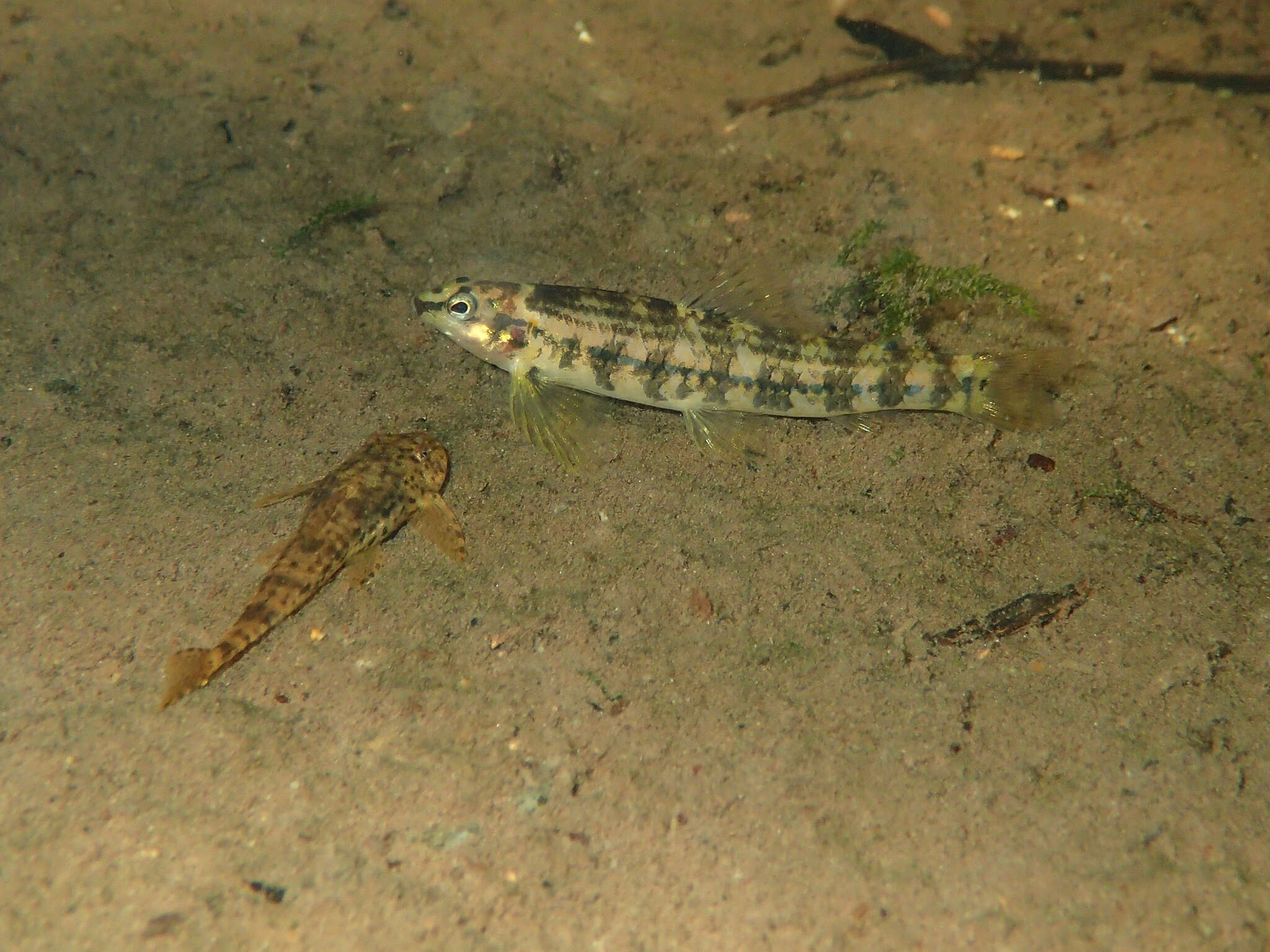 Imagem de Characidium zebra Eigenmann 1909