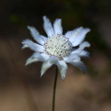 Imagem de Actinotus leucocephalus Benth.