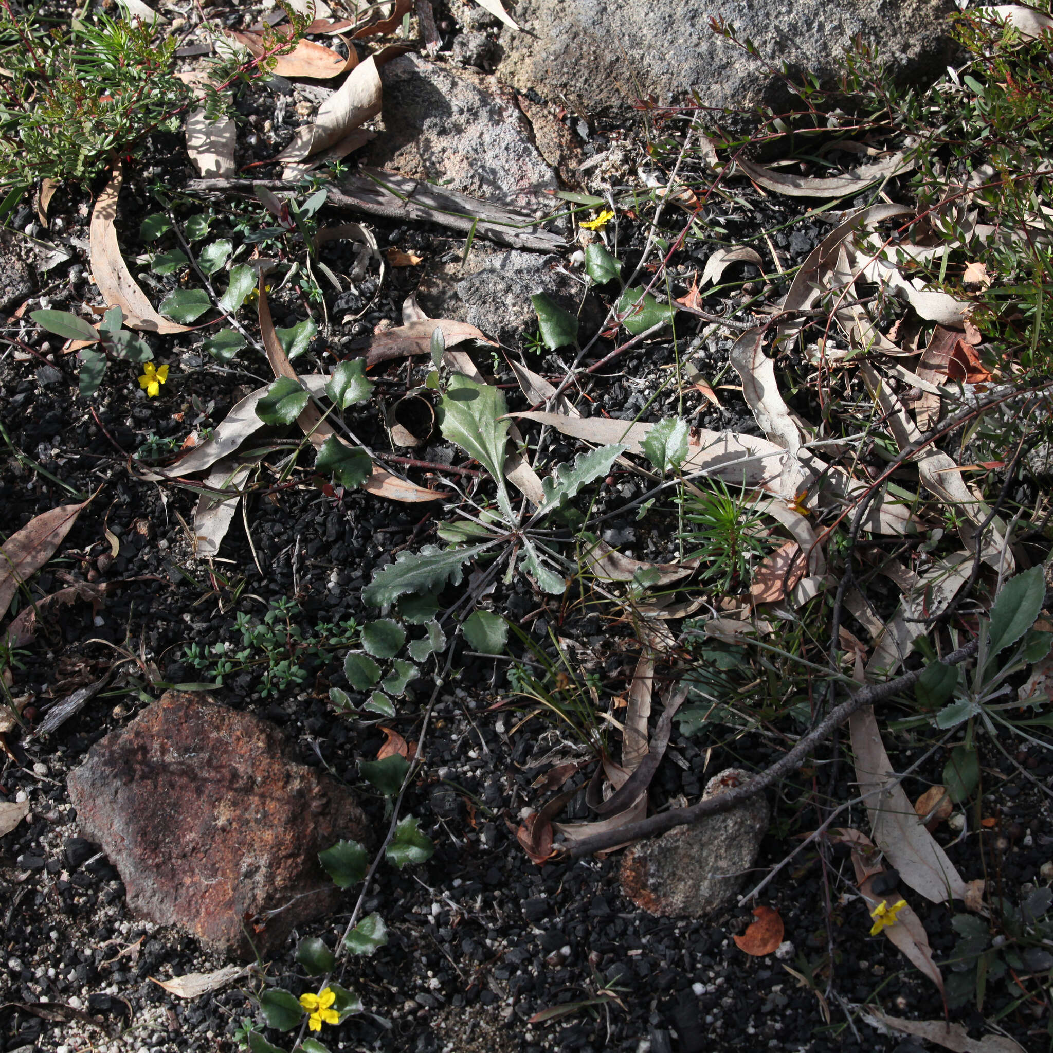 Image of Goodenia hederacea Sm.