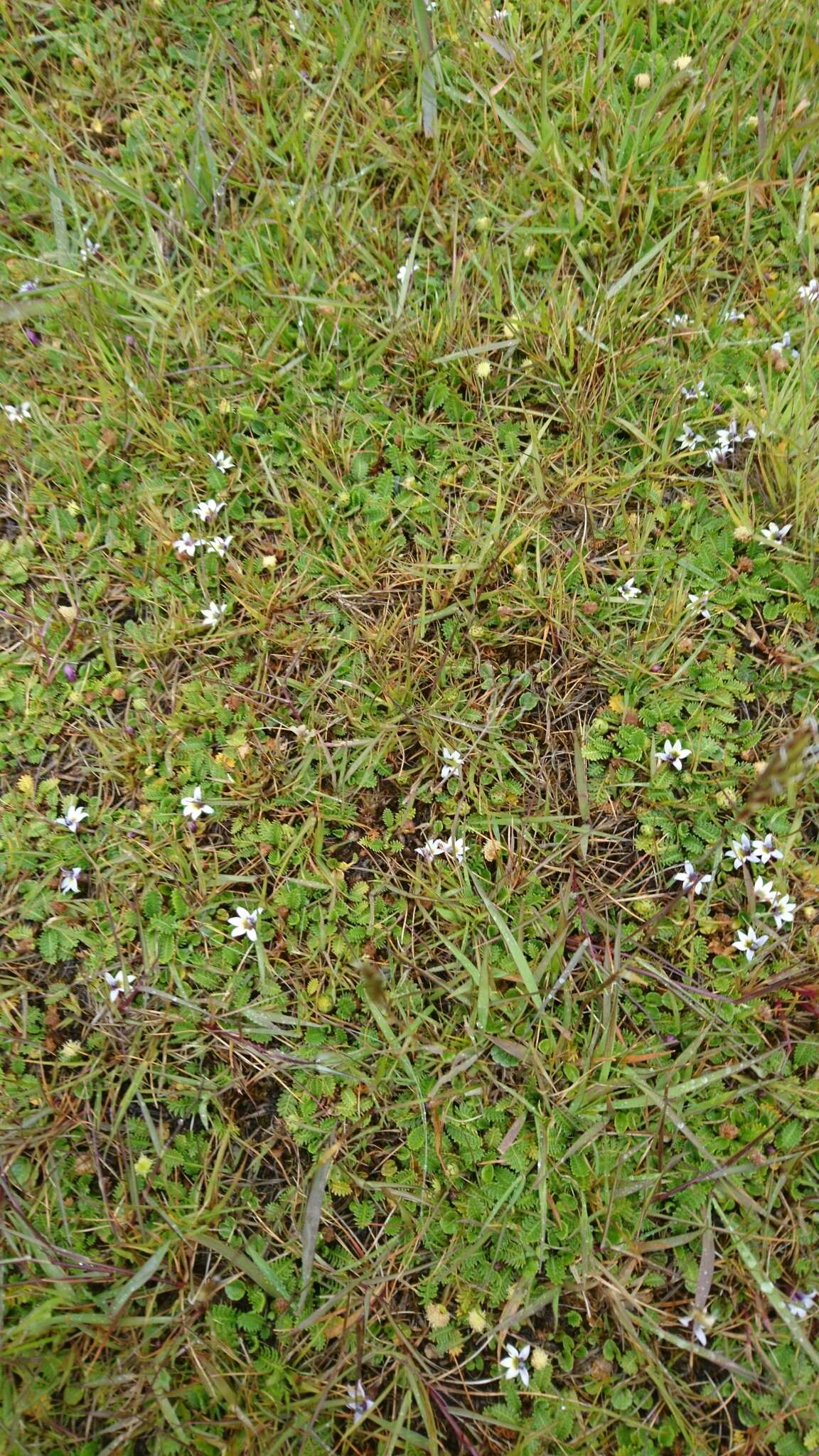 Image of Lobelia pratiana Gaudich. ex Lammers