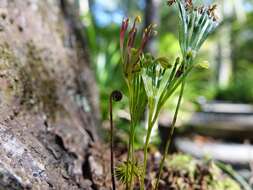 Imagem de Schizaea dichotoma (L.) Sm.