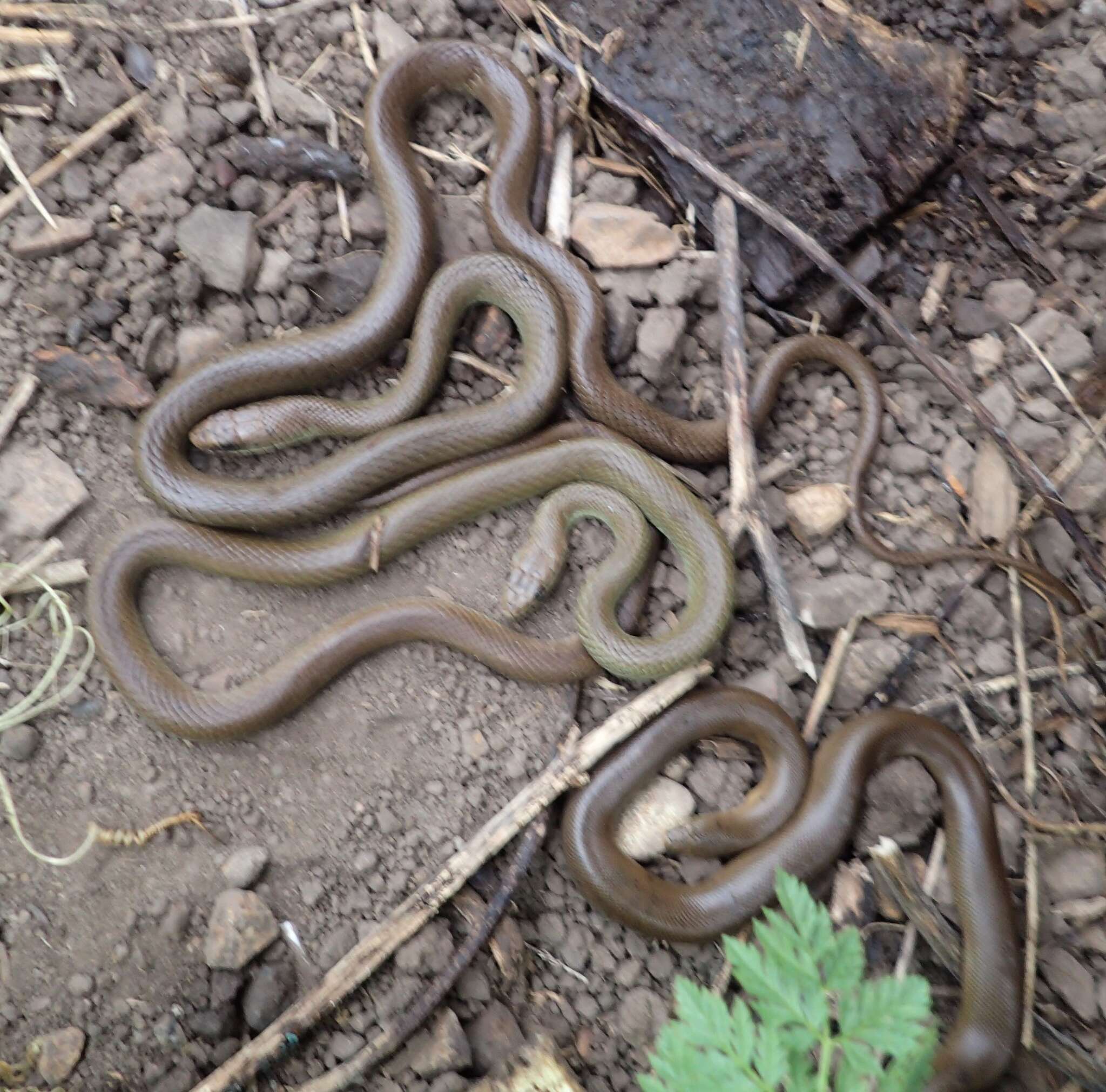 Sivun Coluber constrictor mormon Baird & Girard 1852 kuva