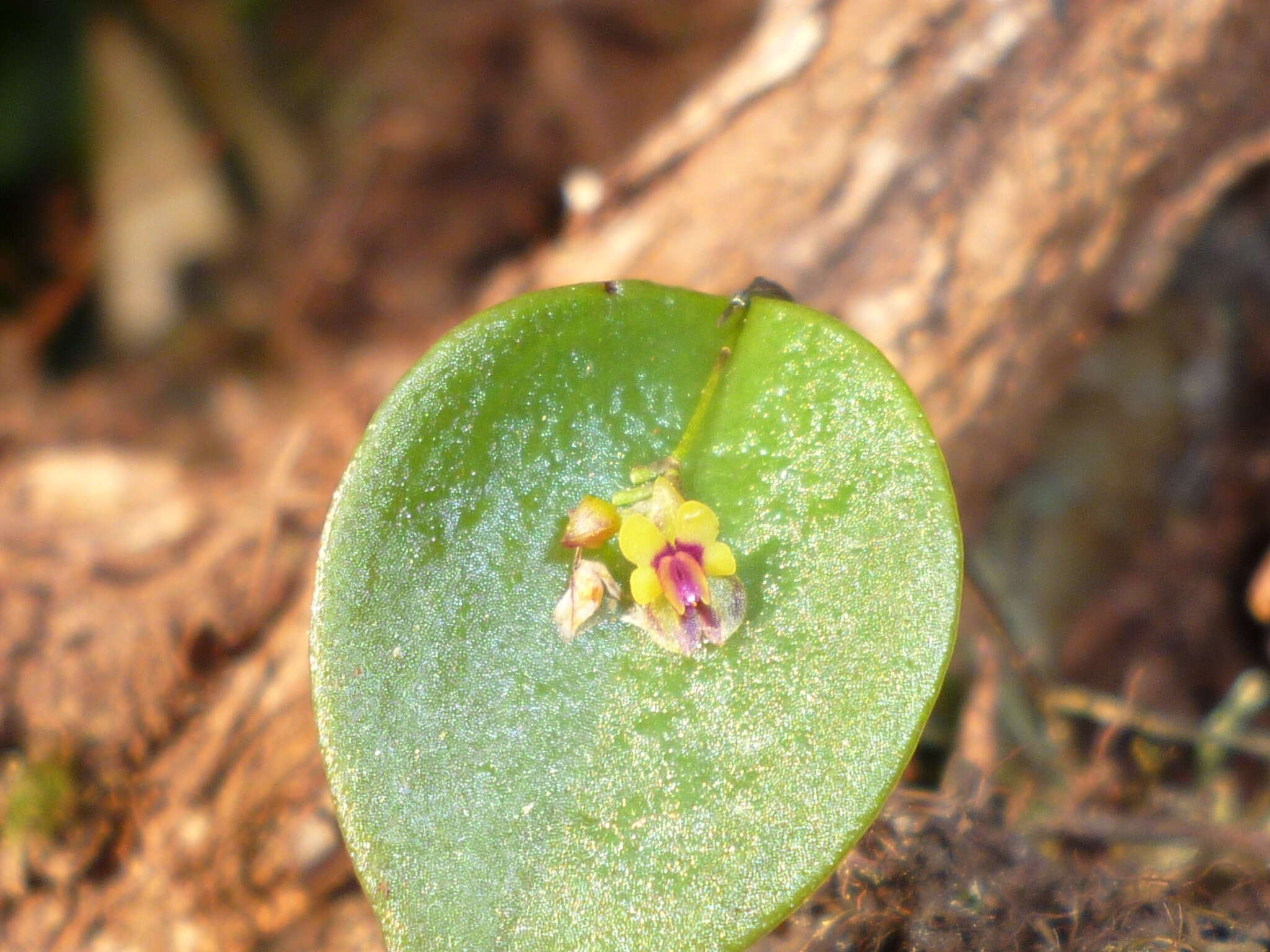 Imagem de Lepanthes appendiculata Ames