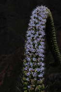 Слика од Echium simplex DC.