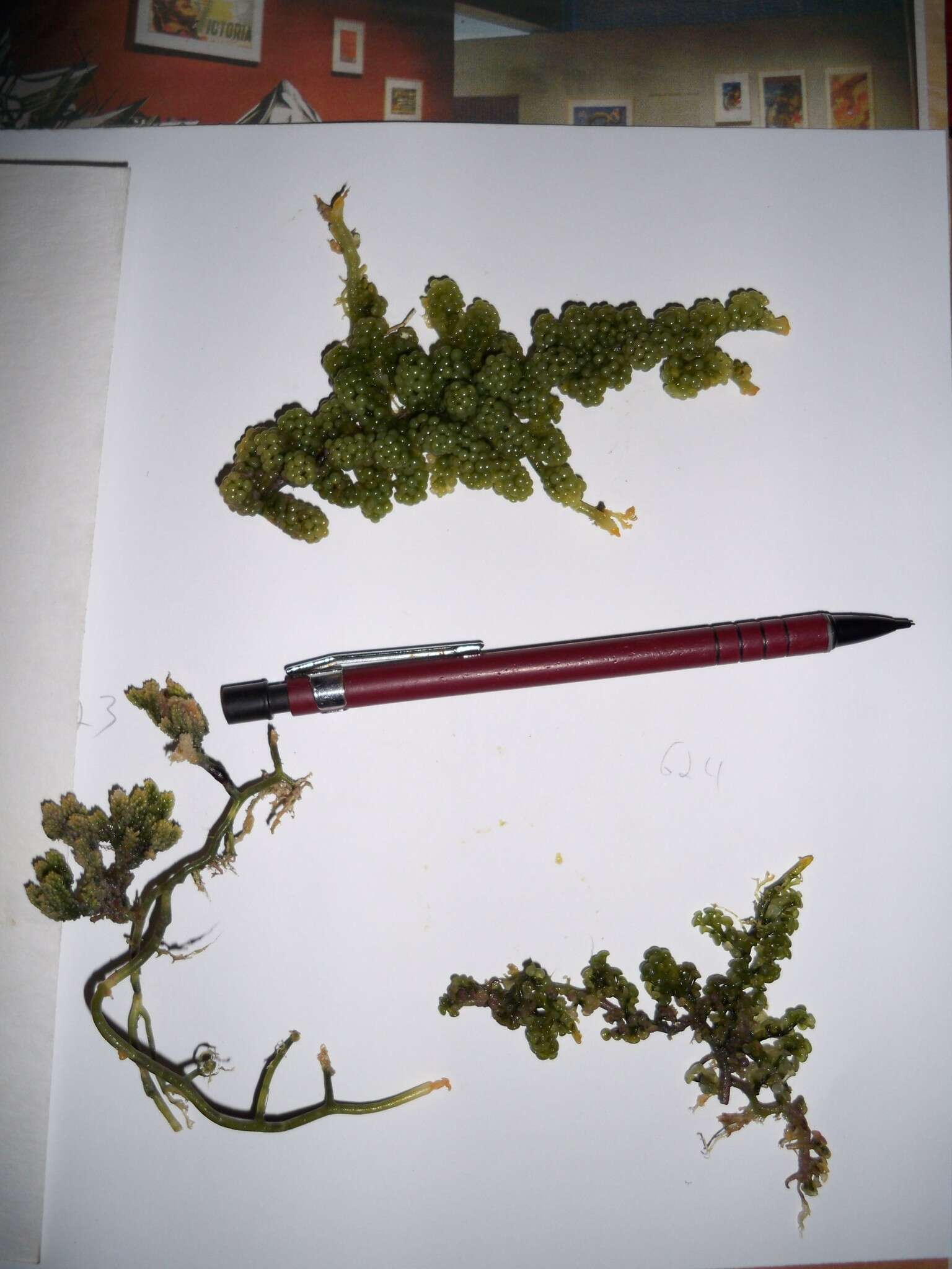 Image of cactus tree alga