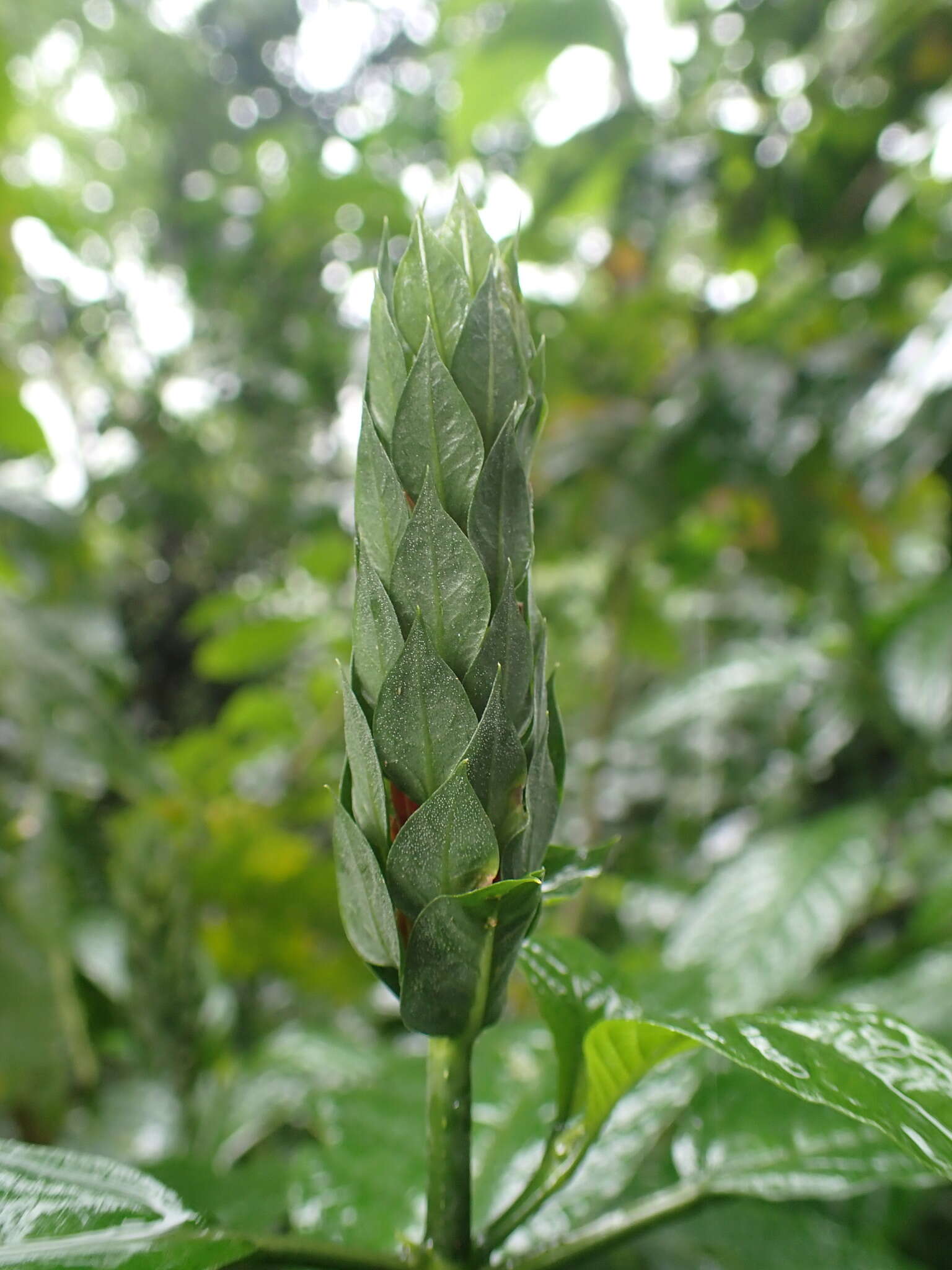 Pachystachys coccinea (Aubl.) Nees resmi