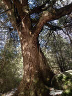 Слика од Quercus chrysolepis Liebm.