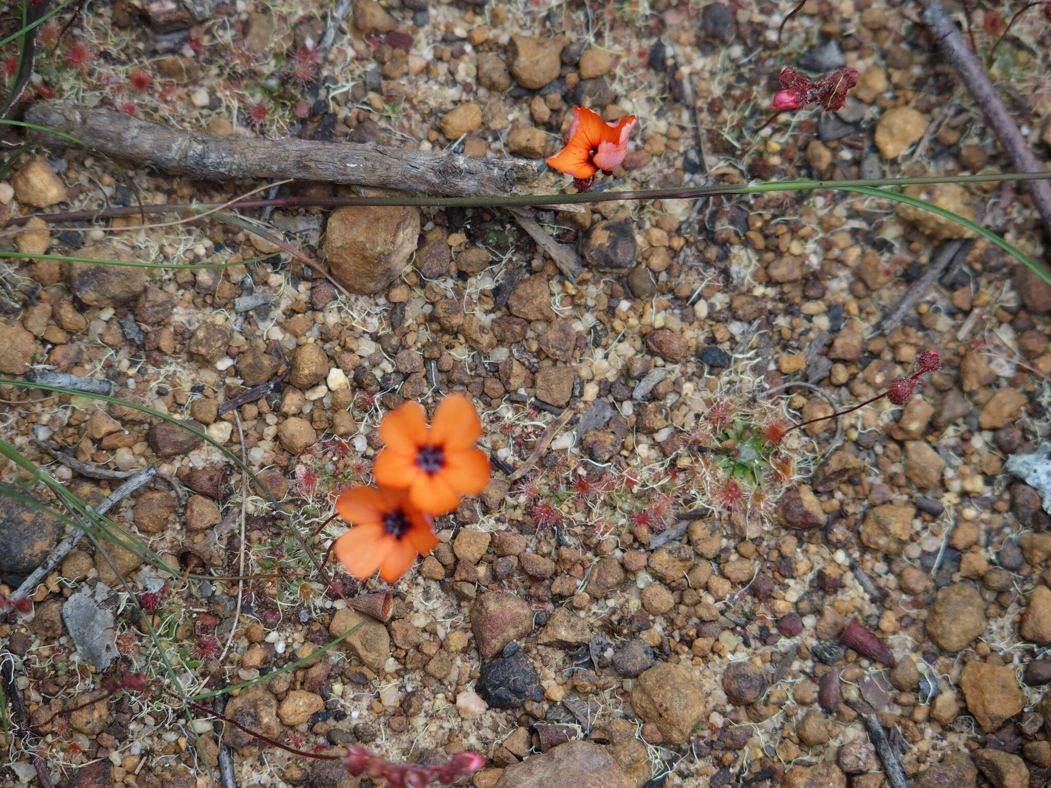 Image of Drosera platystigma Lehm.