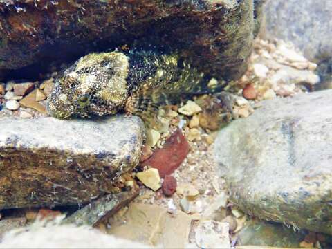 Image of Knobfin sculpin