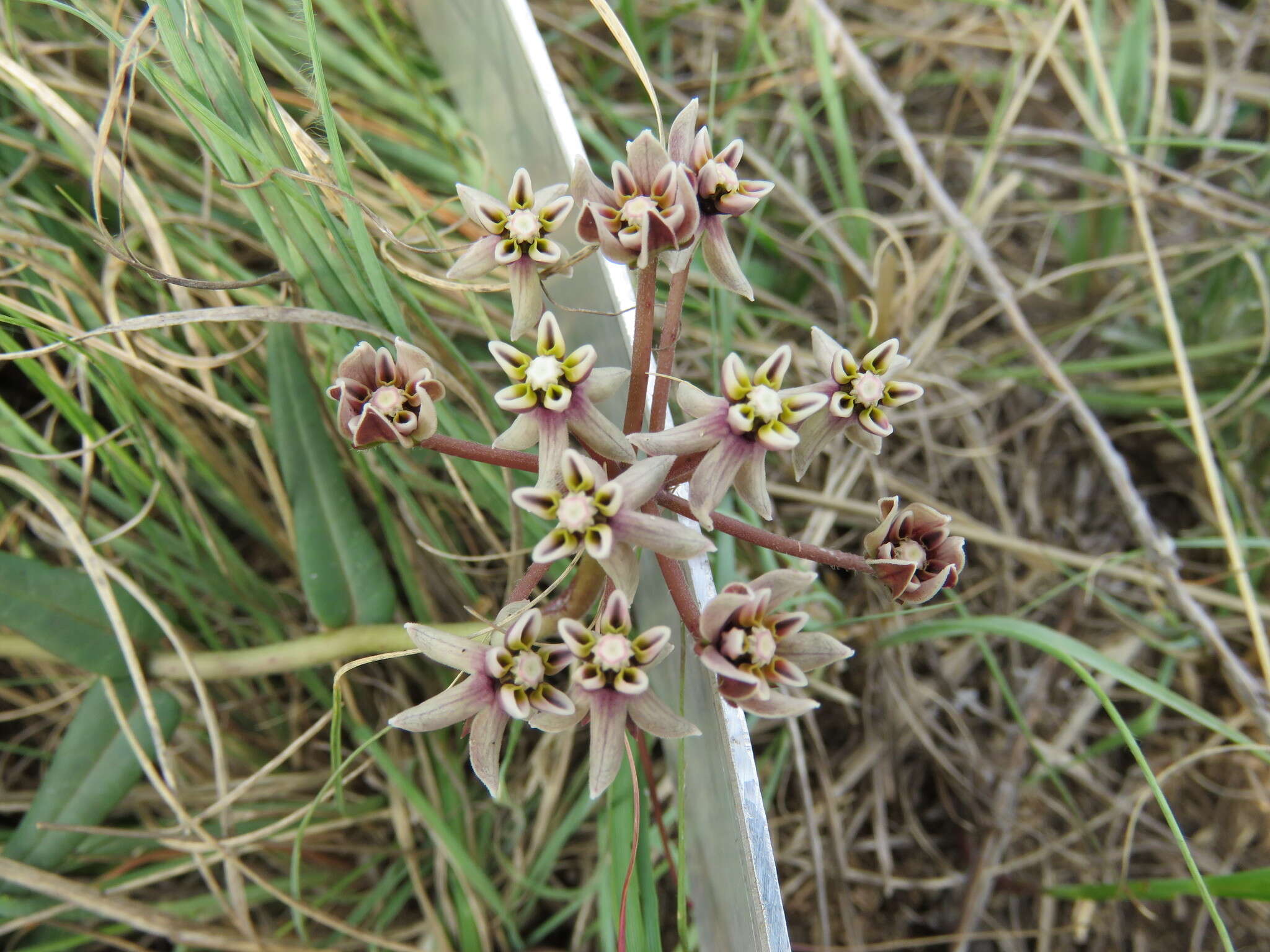 Sivun Asclepias multicaulis (E. Mey.) Schltr. kuva