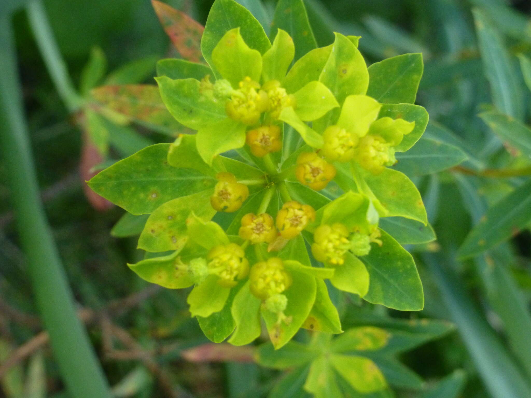 Image of Euphorbia bivonae subsp. bivonae