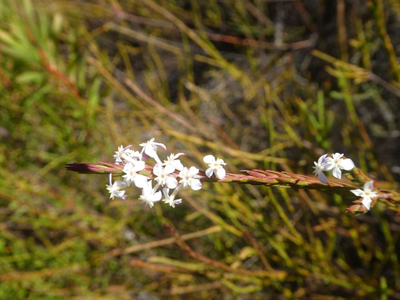 Image of Struthiola dodecandra (L.) Druce