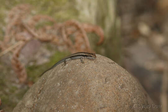 Image of Dark Barsided Skink