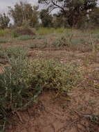 Image of Desert goosefoot