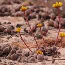 Image of Crassula namaquensis subsp. comptonii (Hutch. & Pillans) Tölken