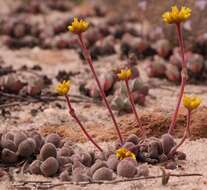 Crassula namaquensis subsp. comptonii (Hutch. & Pillans) Tölken resmi