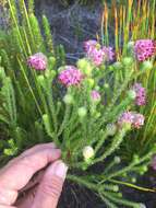 Image of Erica barbigeroides E. G. H. Oliver