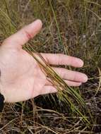 Image of Fen Sedge