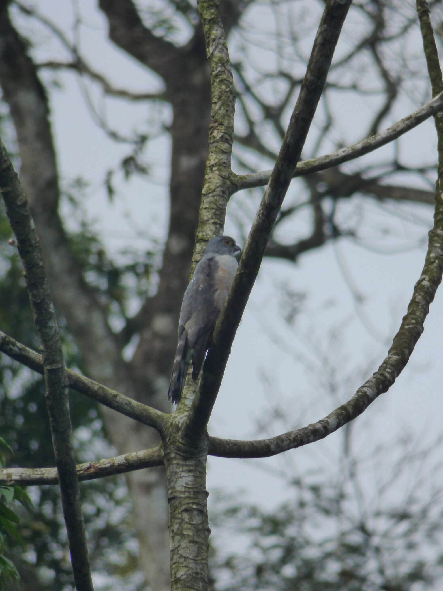 Image of Rufous-thighed Kite