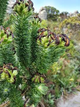 Image of Aspalathus capitata L.