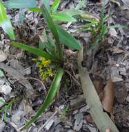 Image of Grass orchids