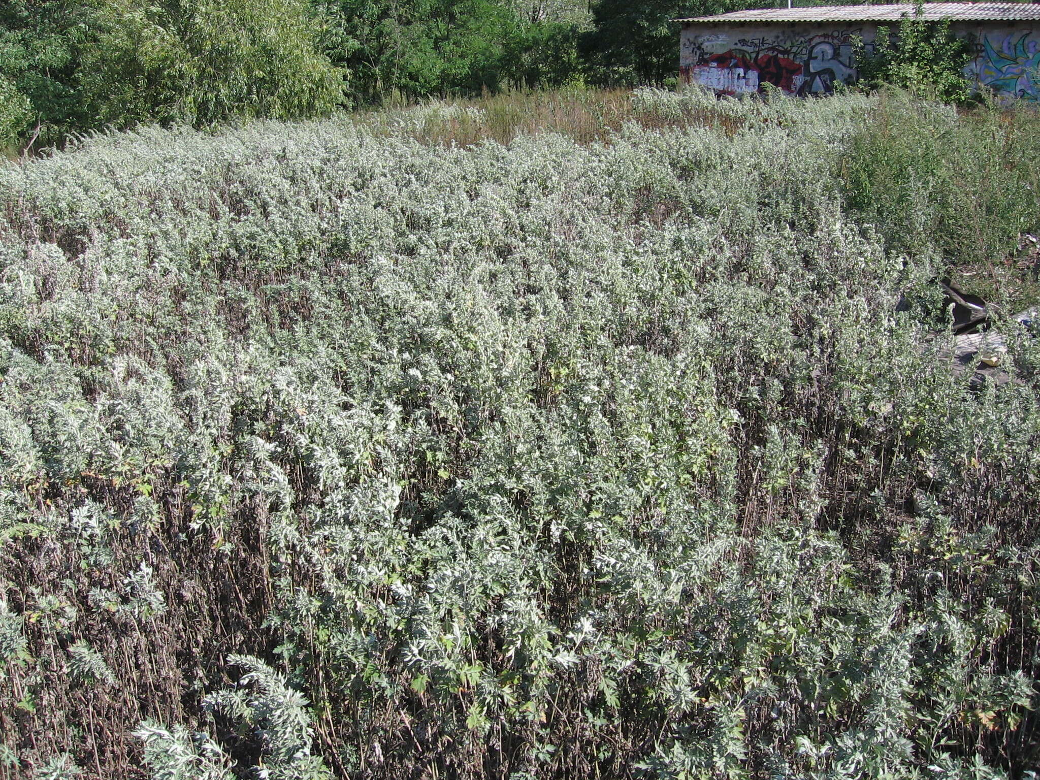 Imagem de Artemisia argyi H. Lév. & Vaniot