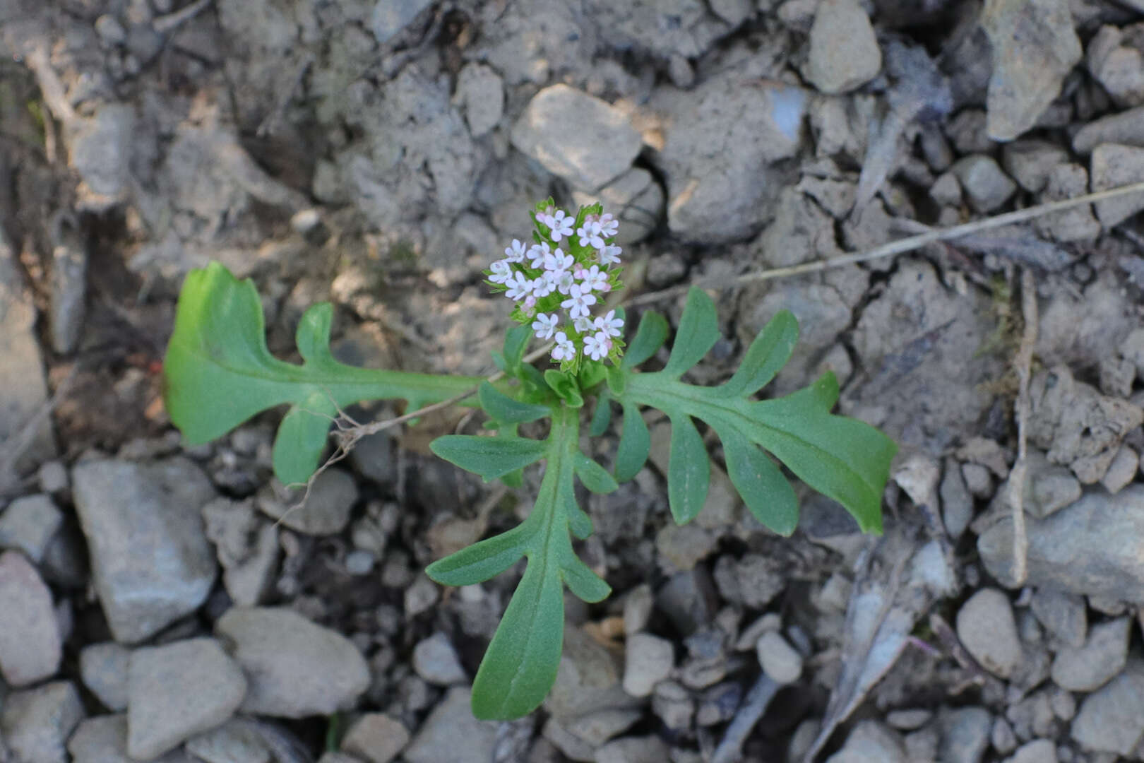 Image of Centranthus calcitrapae (L.) Dufr.