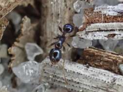 Image of Pheidole metallescens Emery 1895