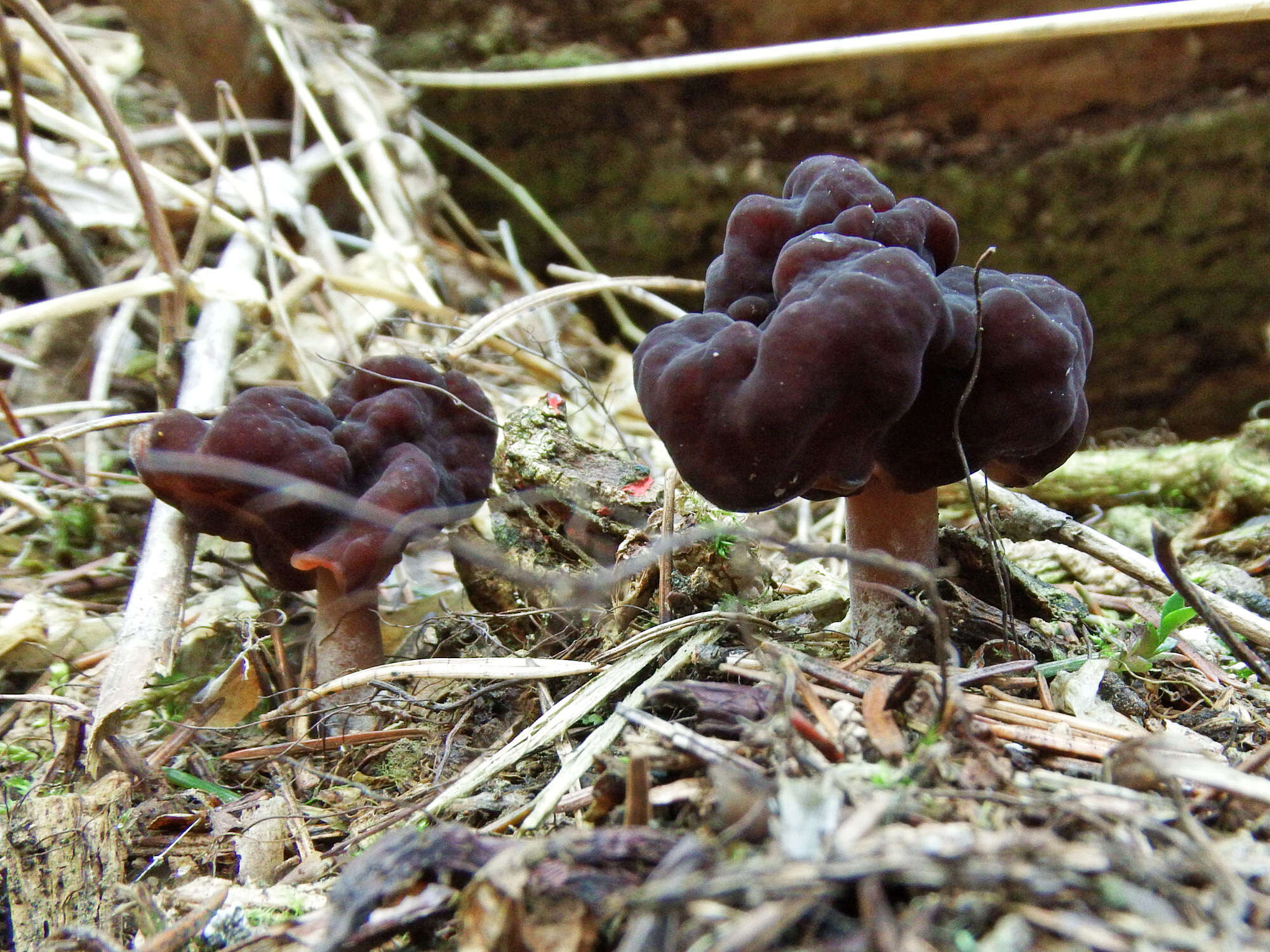 Plancia ëd Gyromitra longipes Harmaja 1979