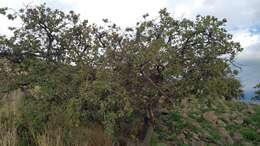 Image of Chihuahuan oak