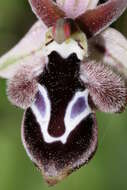 Слика од Ophrys reinholdii subsp. reinholdii