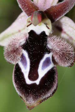 Слика од Ophrys reinholdii subsp. reinholdii