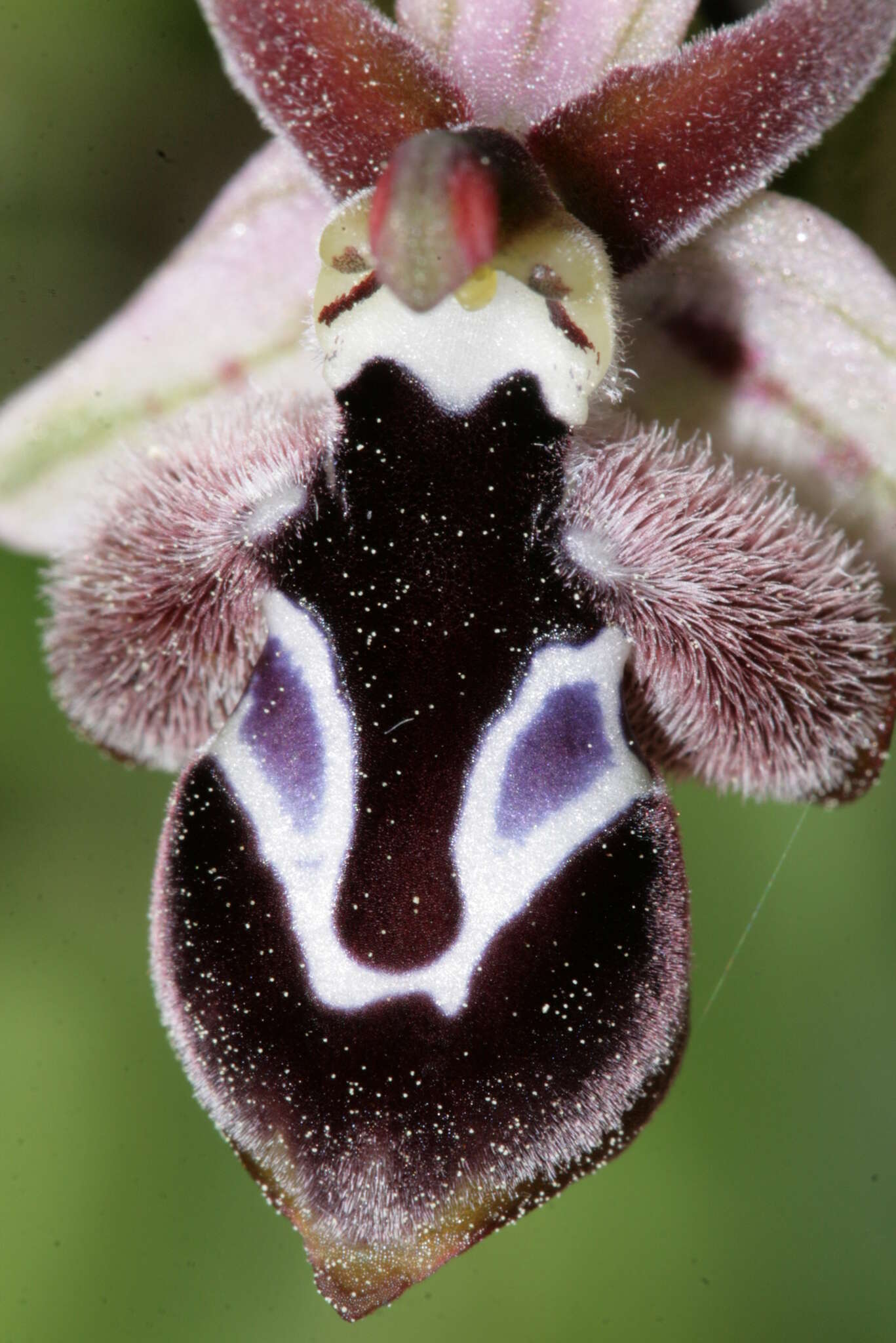 Image of Ophrys reinholdii subsp. reinholdii