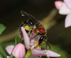 Lasioglossum callomelittinum (Cockerell 1910)的圖片