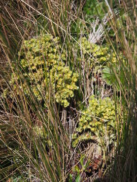 Image of Lachemilla hispidula (Perry) Rothm.