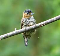 Image of Ochre-collared Piculet