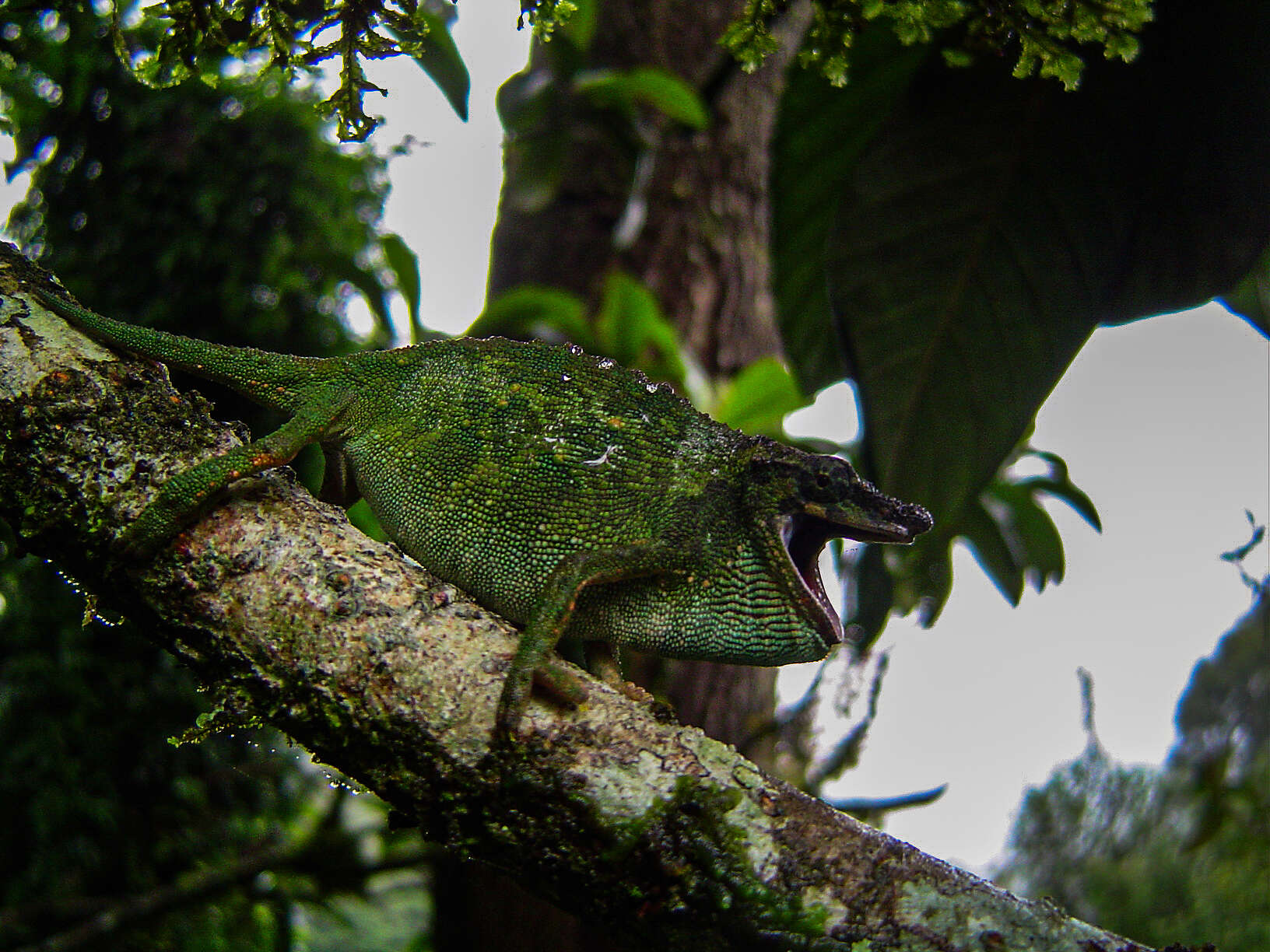 Image of Marshall's African Leaf Chameleon