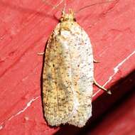 Image of Thelma's Agonopterix