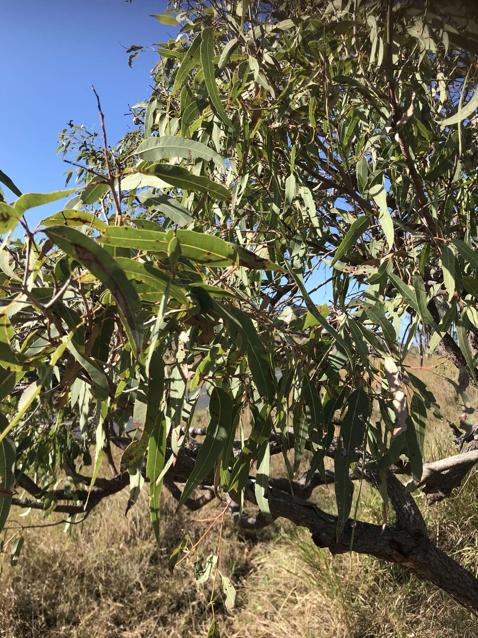 Слика од Corymbia erythrophloia (Blakely) K. D. Hill & L. A. S. Johnson